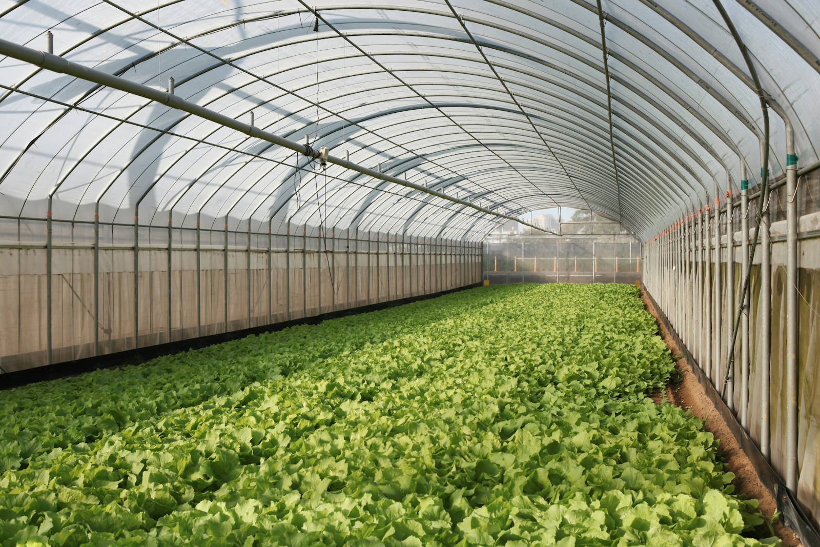 Illustrative stock photograph of crops growing inside a greenhouse.